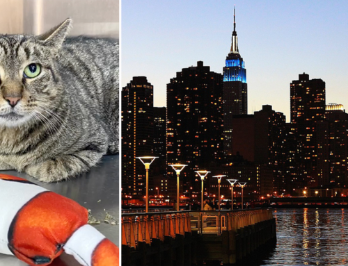 Night Fisherman Helps Rescuers Save ‘Starfish’ the Cat Meowing Under Pier