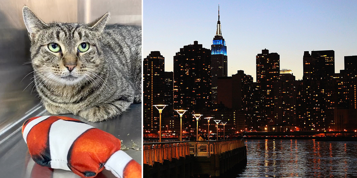 Greenpoint Cats, Brooklyn, rescue of cat named Starfish under Pier, fisherman