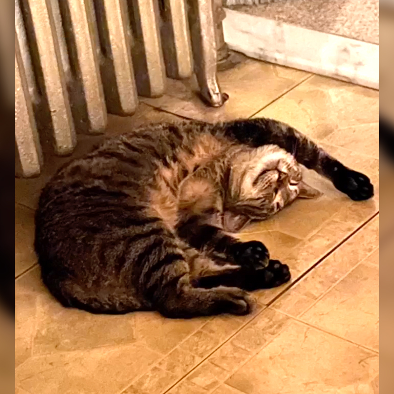 tabby rolls on tummy in front of radiator in foster home