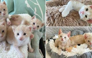 Rescued kittens at Lil Foster Babes, Succession, The Roys, foster mom Pei Chiu, Los Angeles