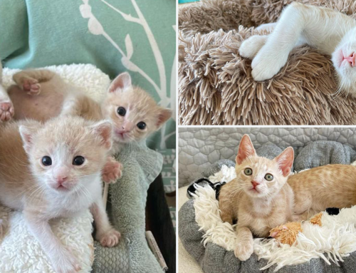 A Happy Season Finale for Rescued Kittens Named After ‘Succession’ Characters
