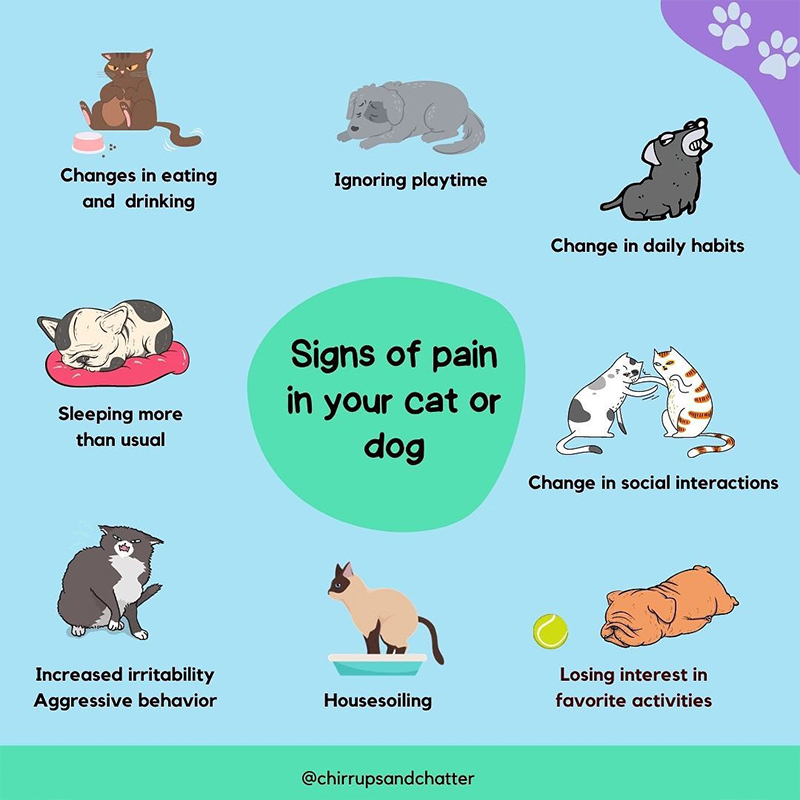 signs of pain in cat or dog