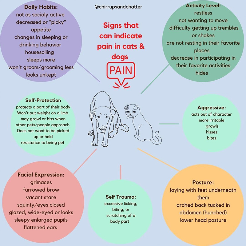 signs and signals a cat or dog is having pain