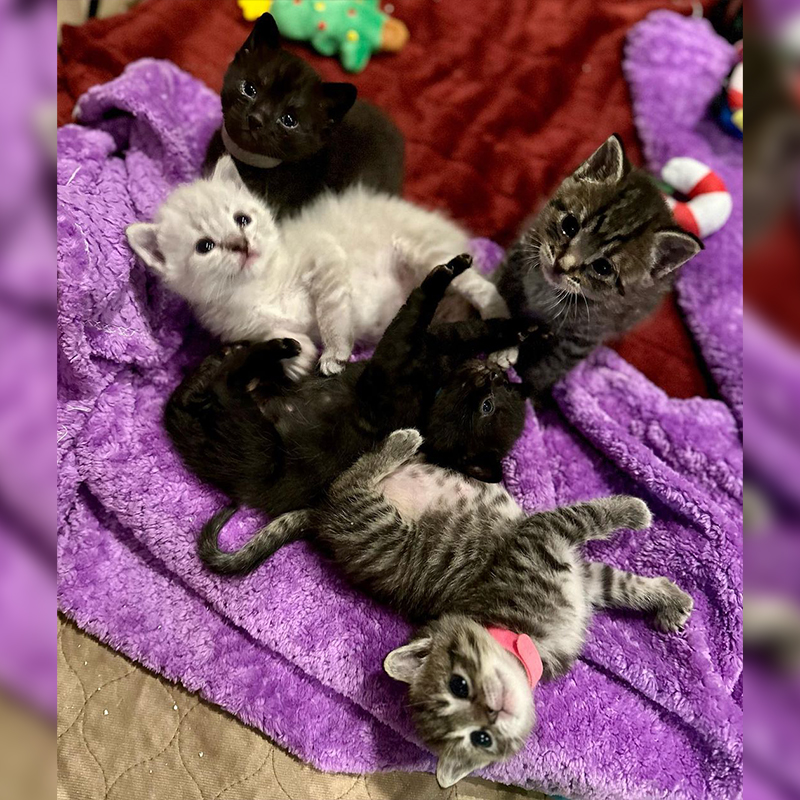 rescued kittens, Heidi Shoemaker, Castle Rock, Colorado