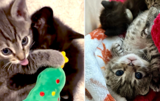 The Thankful Babies, rescued foster kittens, Heidi Shoemaker, Castle Rock, Colorado, snuggling kittens