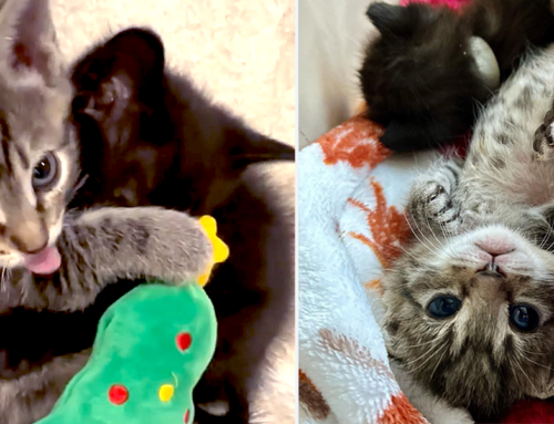 Snuggling ‘Thankful Babies’ Show How Affectionate Kittens Can Be