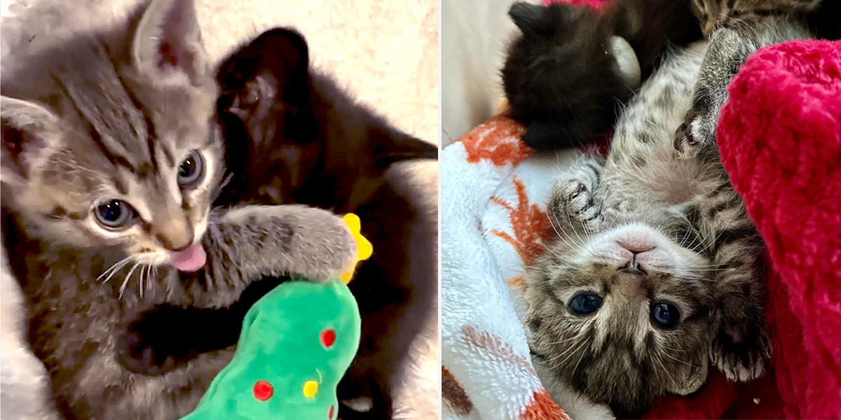 The Thankful Babies, rescued foster kittens, Heidi Shoemaker, Castle Rock, Colorado, snuggling kittens
