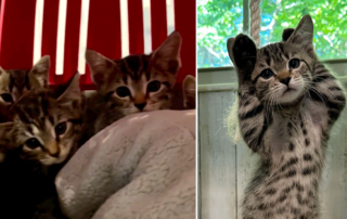 The Nuts, foster kittens, New Kittens on the Block, Jennifer Woo, Indianapolis, Indiana, Hamilton County Humane Society