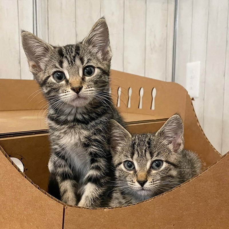 The girl kittens sit in a box