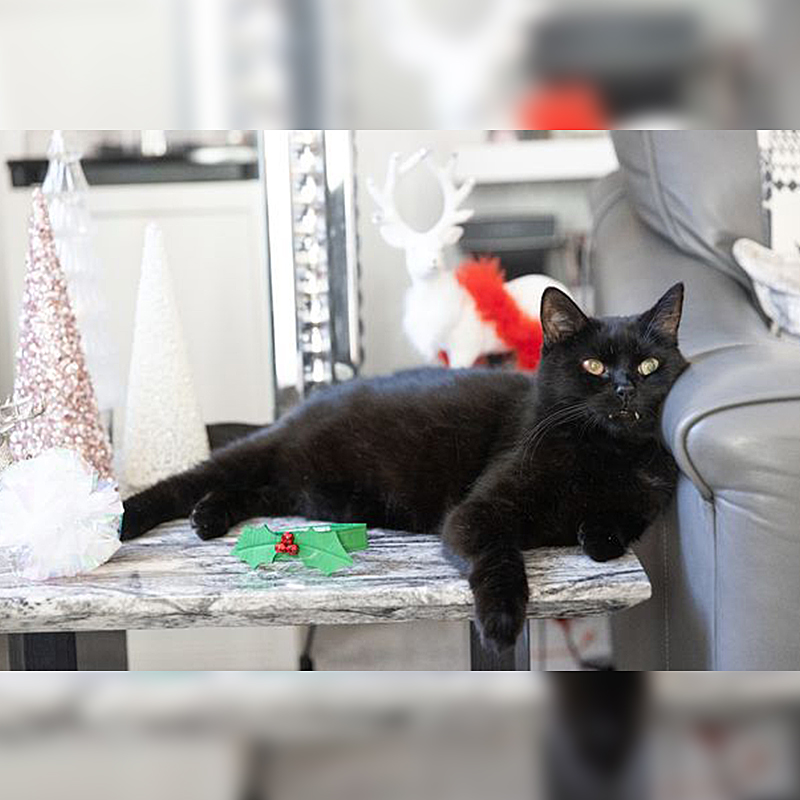 black cat with Christmas decor