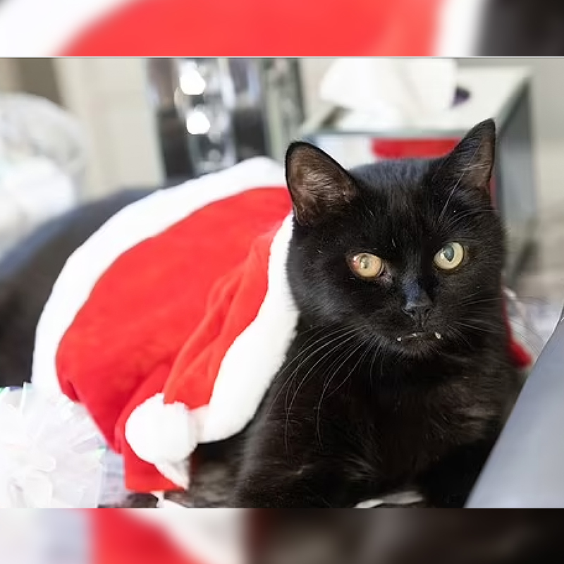 Billy the black cat wears Santa outfit
