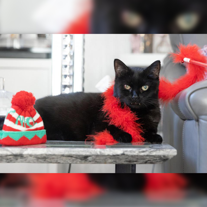 Holiday decorations and Billy the black cat