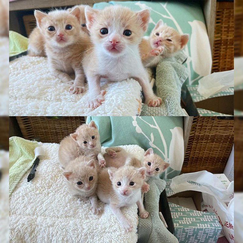 The Roys kittens, Lil Foster Babes, Succession