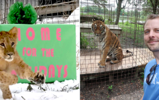 Wildcat Sanctuary in MN, Ukraine lion cubs, Cat Man Chris with Hoover, the tiger at Big Cat Rescue in 2018, Big Cat Rescue