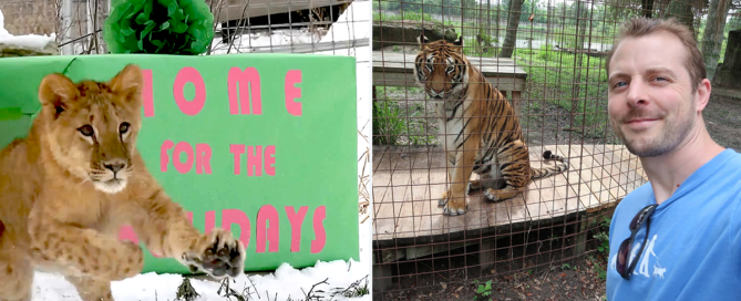 Wildcat Sanctuary in MN, Ukraine lion cubs, Cat Man Chris with Hoover, the tiger at Big Cat Rescue in 2018, Big Cat Rescue