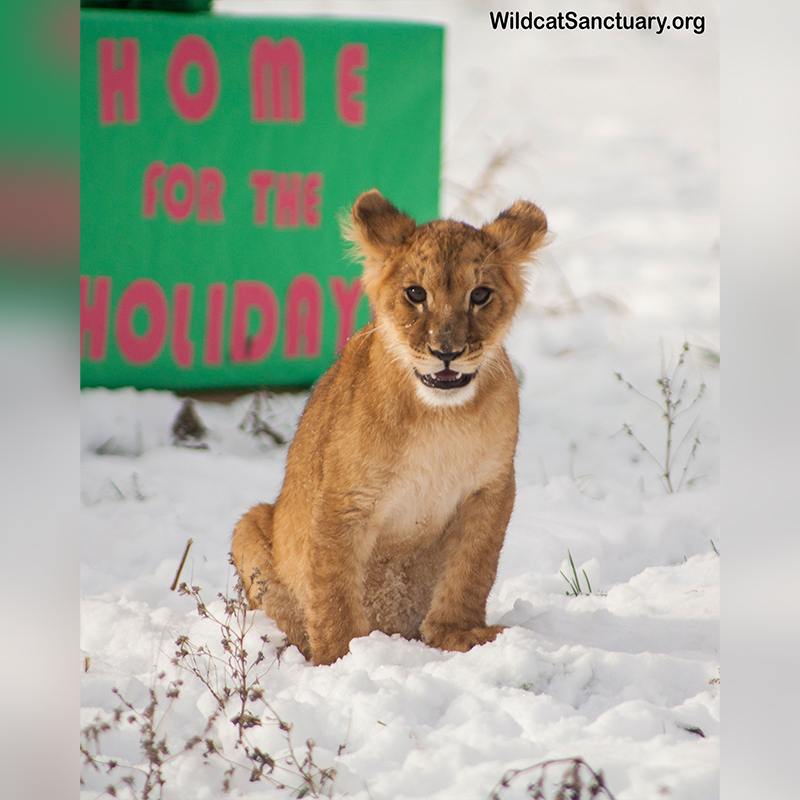Wildcat Sanctuary in Sandstone, MN, Ukraine Pride of lion cubs play in snow, 3