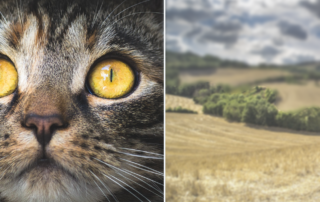 Cat's vision according to Nickolay Lamm