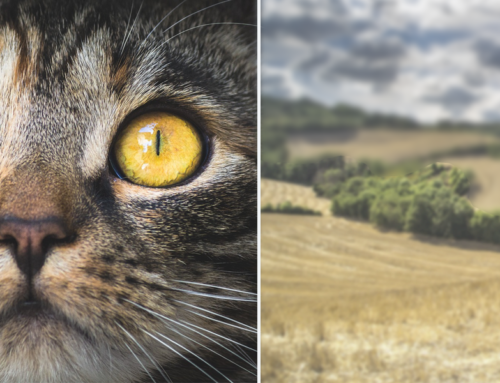 A Cat’s Vision is Like a Permanent Soft Insta-Filter but with Night Vision