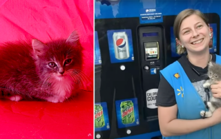 Lindsey Russell from Morristown, Tennessee, Walmart, Pepsi machine, trapped kitten, Pepper