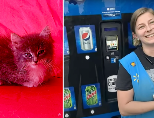 Woman Spends Work Breaks Freeing Kitten Trapped in Pepsi Machine
