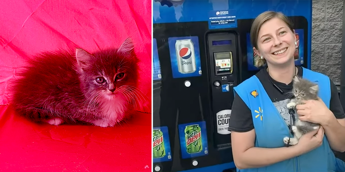 Lindsey Russell from Morristown, Tennessee, Walmart, Pepsi machine, trapped kitten, Pepper