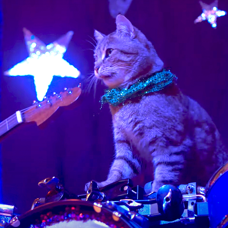 Rock Cats Band, Cat Rock Band,