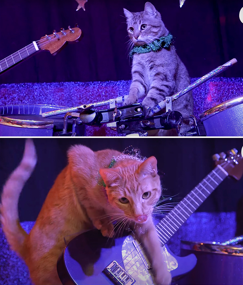 Rock Cats Band, Cat Rock Band, AcroCats