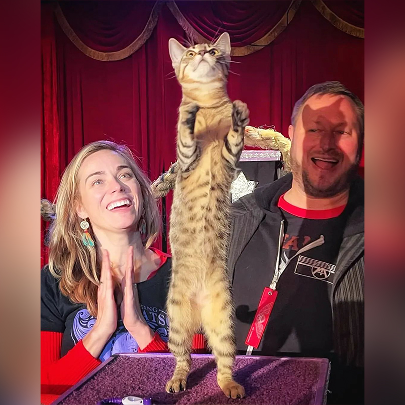 Meowy Catmas to sweet foster kitten Holly, who found her furrever home at one of our shows in Nola.