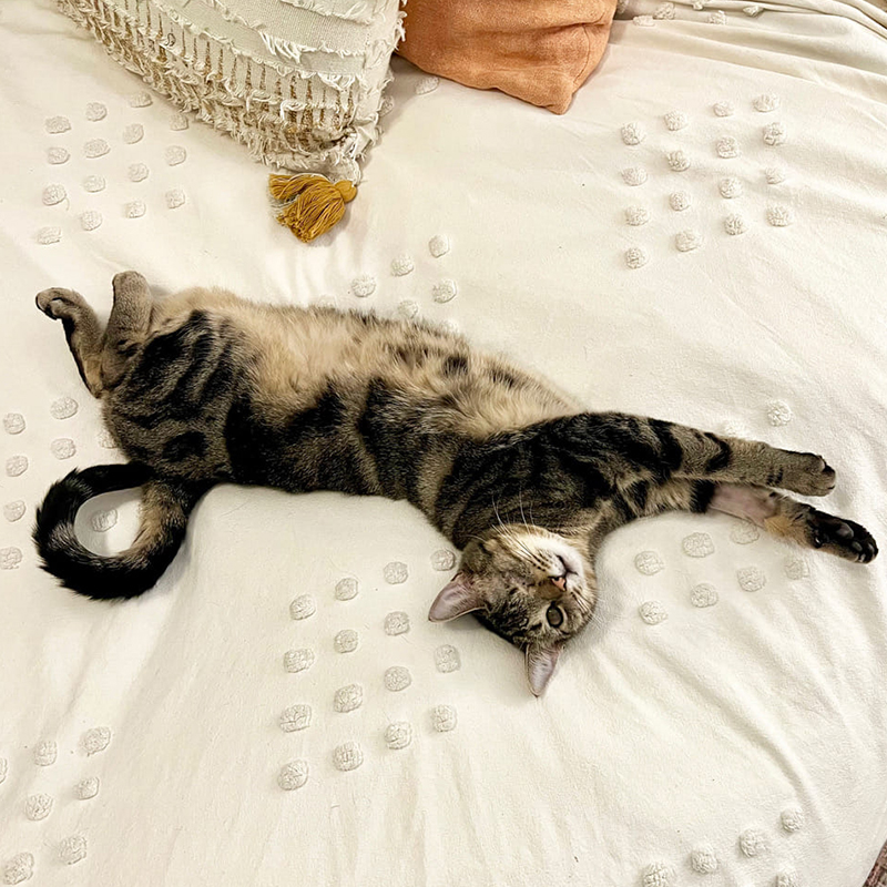 Amaryllis sprawled out on a bed playfully