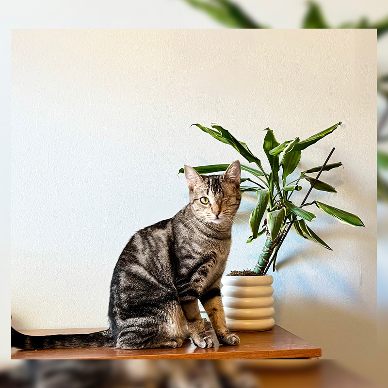 Amaryllis sits next to a house plant, marbled tabby