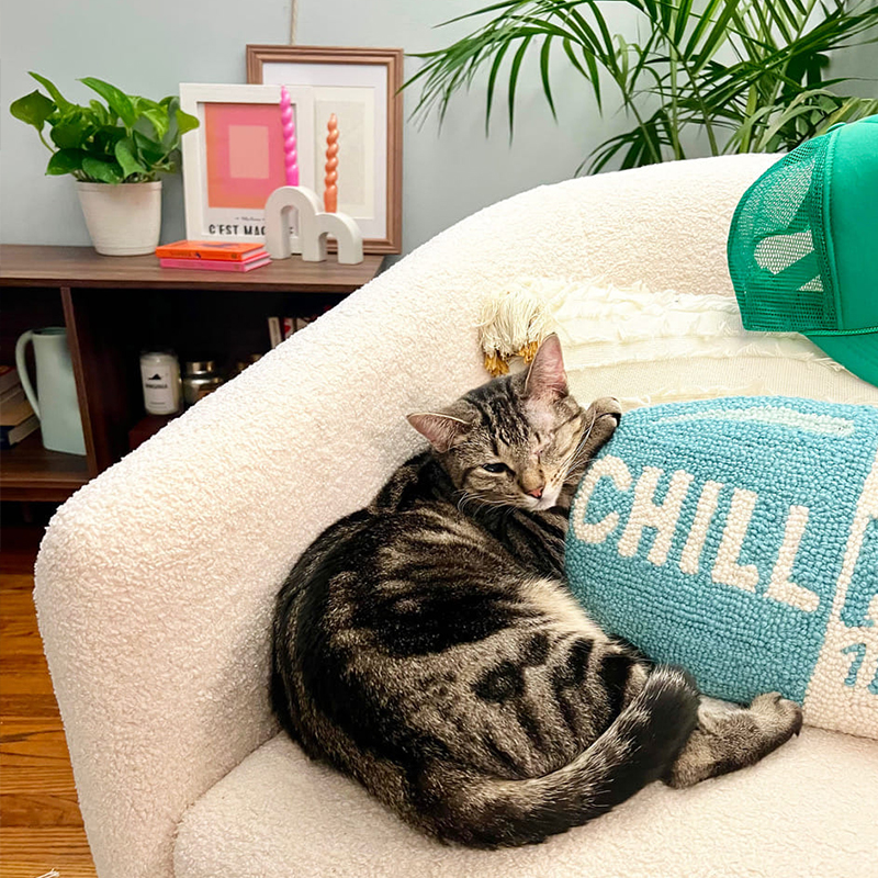 Cat sleeping next to "chill pill" pillow on white sofa