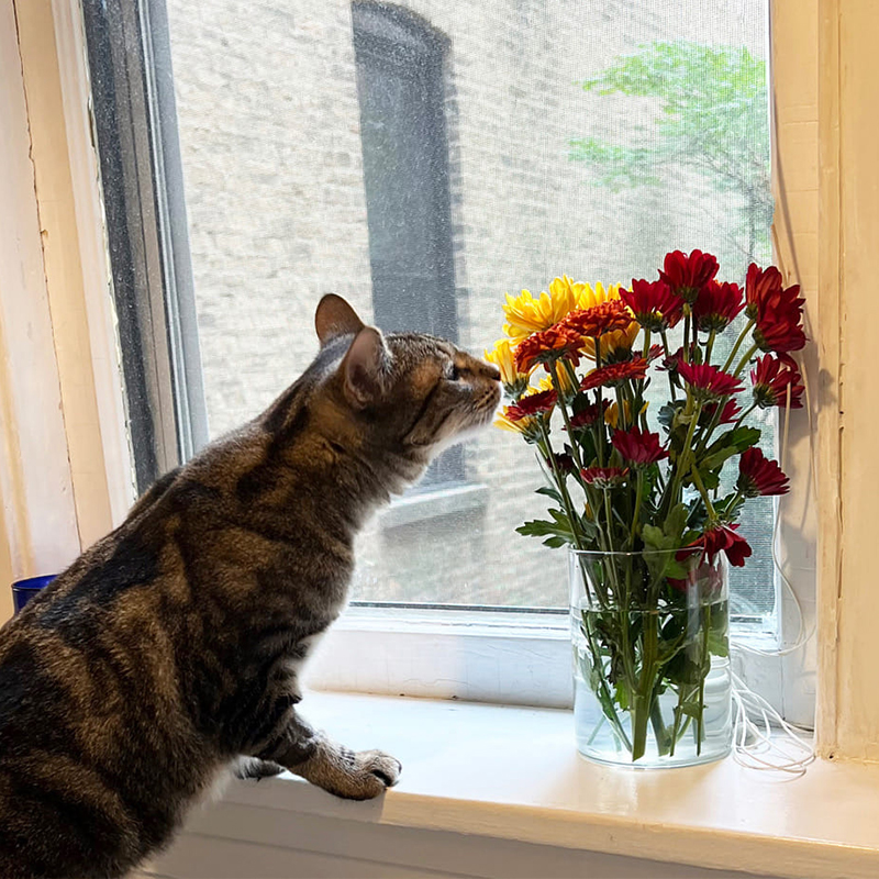 Cat sniffing colorful flowers