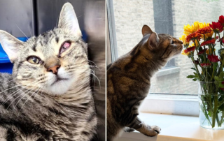 Amaryllis cat rescue, Feline Friends Chicago, abandoned in empty apartment