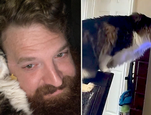 Who’s Playing With The Thermostat? Babbs The Maine Coon Is!