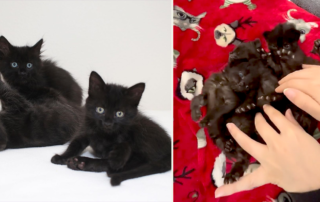 Bat, Goblin, and Vamp, Black foster kittens in Portland, Oregon, Oregon Humane Society, Sheila, love2foster