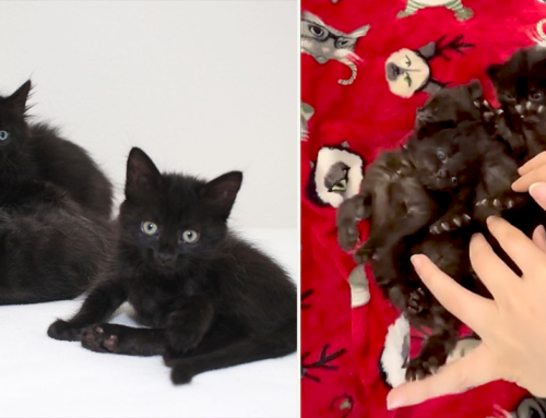 Foster Mom Saves Bat, Goblin, and Vamp, the Three ‘Sweetest Babies Ever’