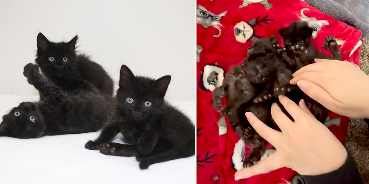 Bat, Goblin, and Vamp, Black foster kittens in Portland, Oregon, Oregon Humane Society, Sheila, love2foster