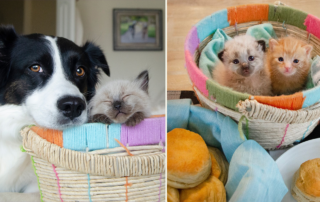 Border Collie Phoebe with Biscuit and Grayvy the foster kittens, Aki Yamaguchi, Photographer and dog trainer, Texas, Bordernerd