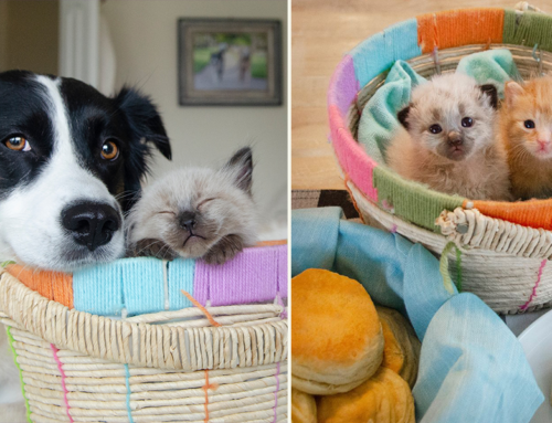 Nanny Dogs Help Foster ‘Biscuit and Grayvy’ Rescued From a Box