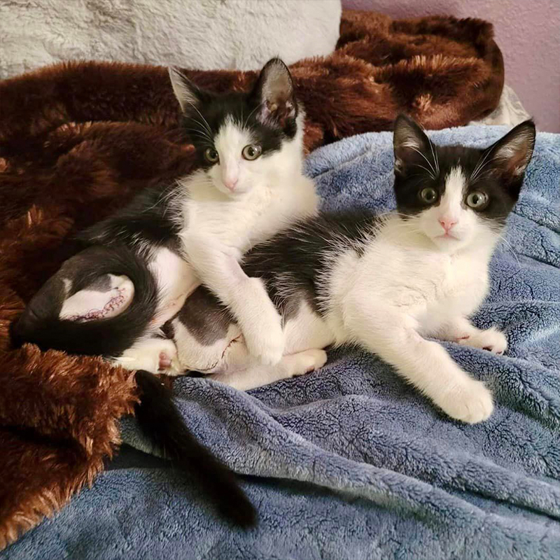 Bubbles and Buttercup together, foster kittens, Kimmis Kitties