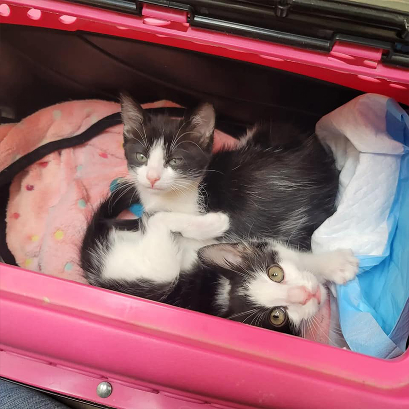 Two kittens in a pink travel carrier, Kimmis Kitties
