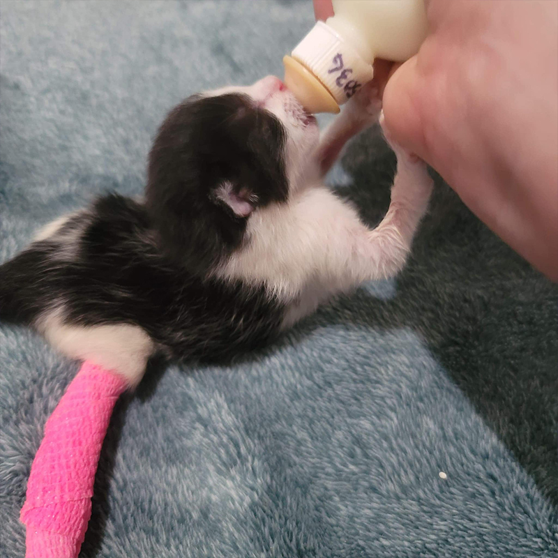 Tiny foster kitten with one leg bandaged in pink