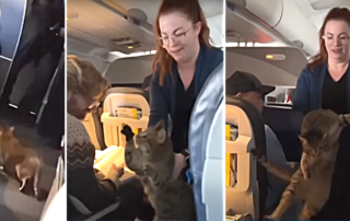 Flight attendants helps cat on United Airlines flight from Dallas to San Francisco on Dec. 30