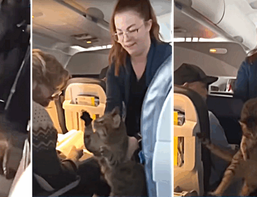 Cat Escapes and Demands First Class Treatment On Airplane