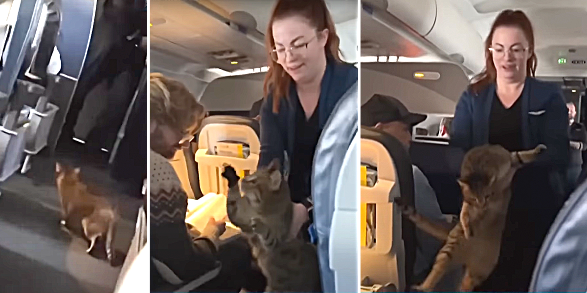 Flight attendants helps cat on United Airlines flight from Dallas to San Francisco on Dec. 30