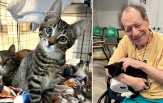 Purrfect Cat Rescue Inc, Cedar Lake Assisted Living, Zurich, Crystal Lake, Illinois