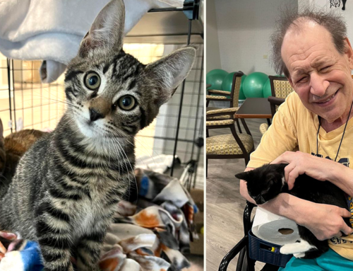 Assisted Living Residents’ Eyes Light Up With Visits From Foster Kittens