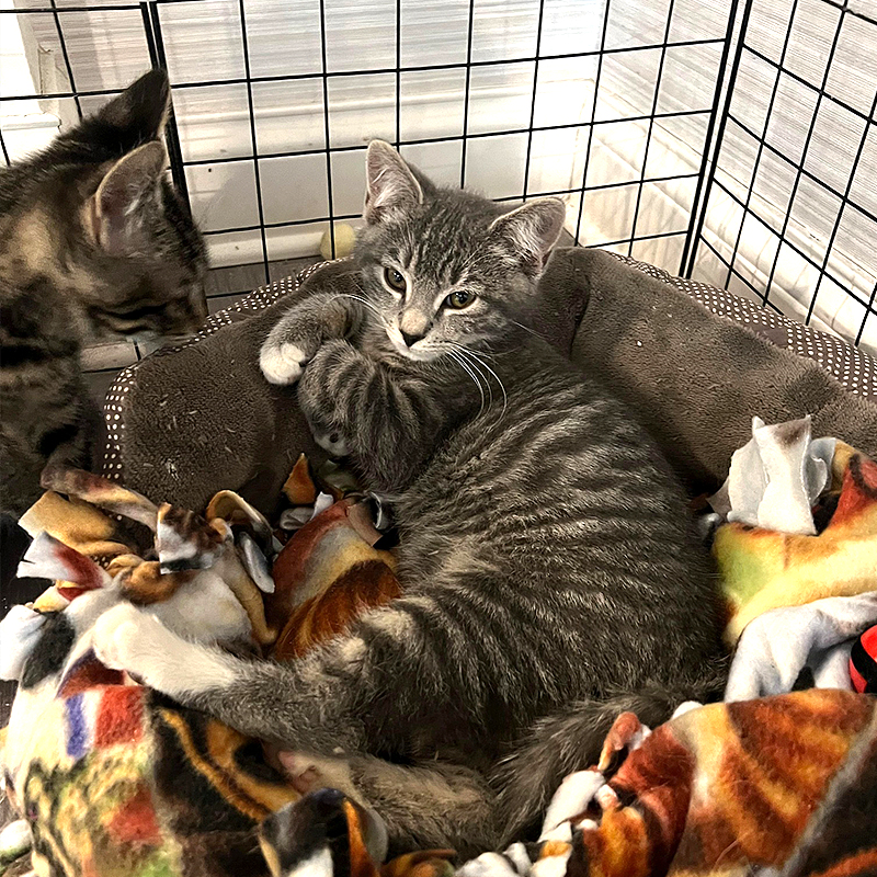 Tabby kittens at Purrfect Cat Rescue Inc. 2