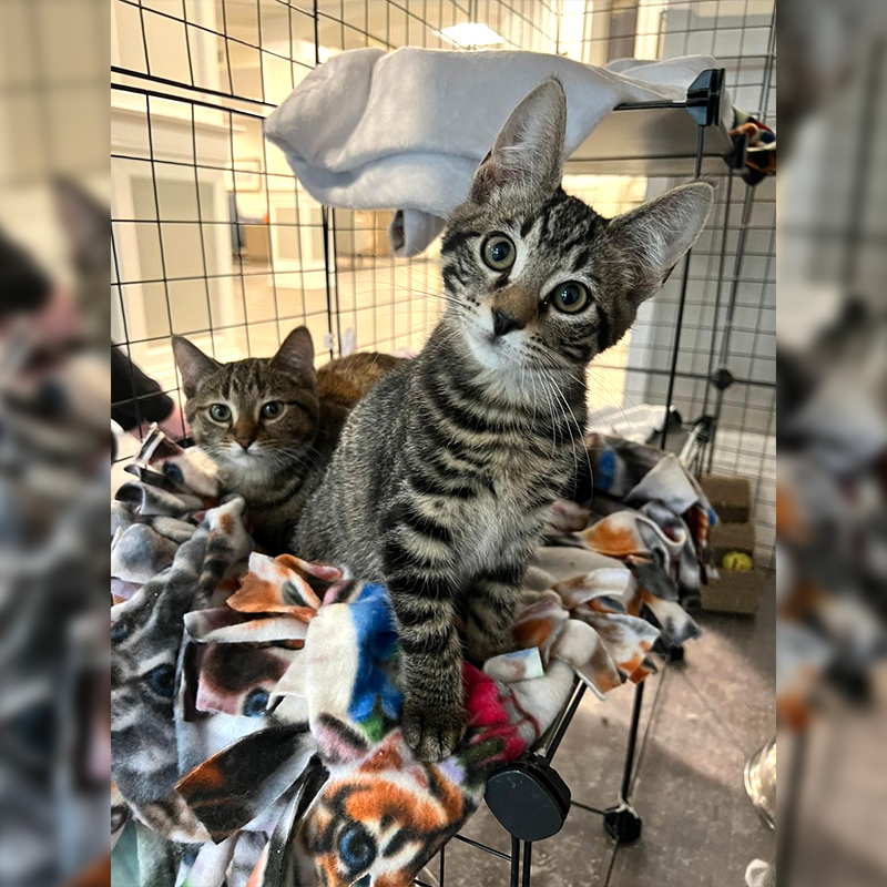 Tabby kittens at Purrfect Cat Rescue Inc., 3