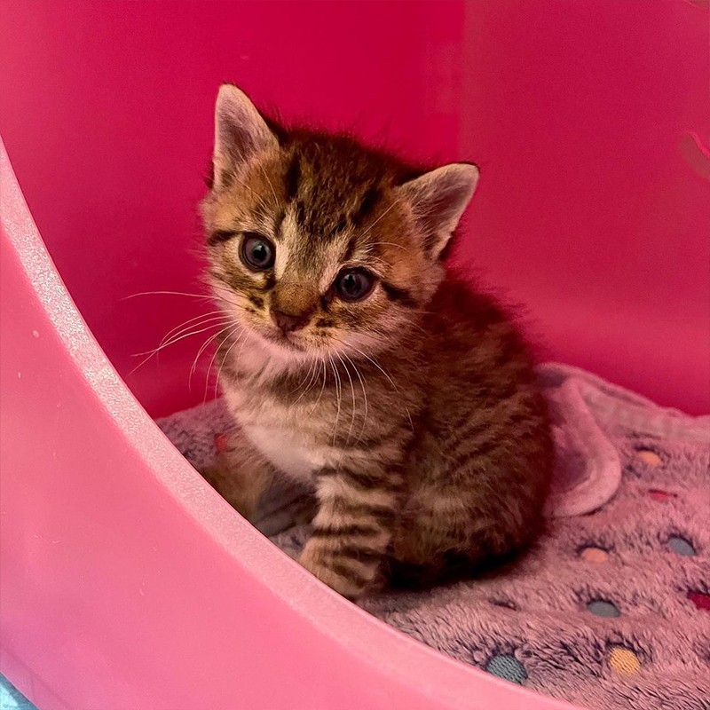 Tiny kitten from Charlotte's Web Litter